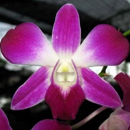 Marcador da Orquídea Denphal pequena - lucianagonzalez.com.br