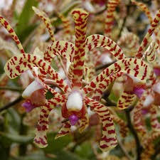 Orquídea Escorpião