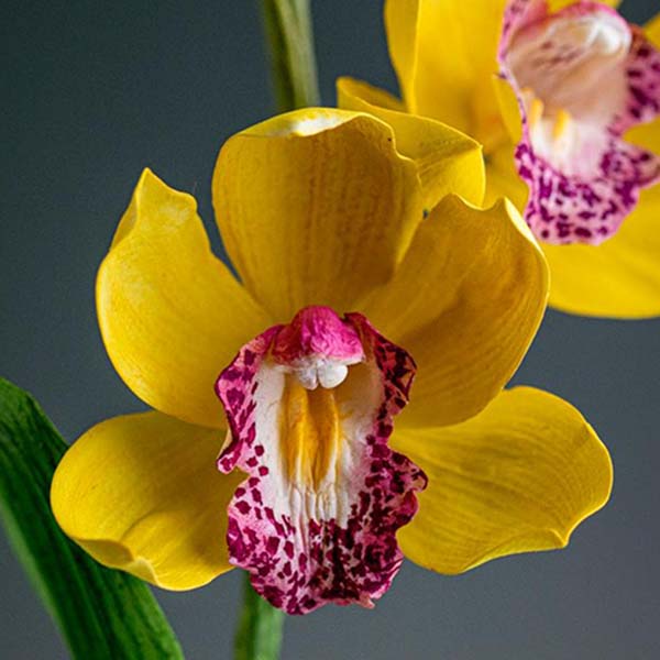Aula Flor de Açúcar Orquídea Cymbidium - lucianagonzalez.com.br