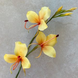 Orquídea Ginger Lilly