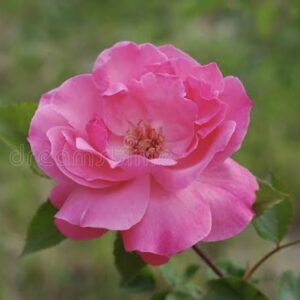 Rosa de Jardim