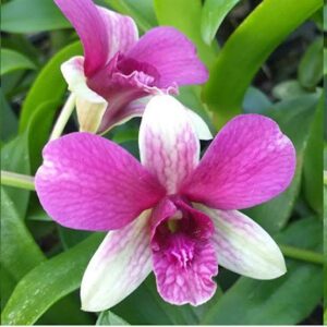 Orquídea Denphal