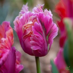 Tulipa Parrot